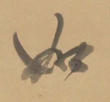 如行书书法写法高清图片