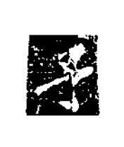 子楷书书法写法高清图片